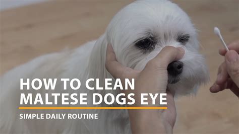 how to clean maltese eyes.